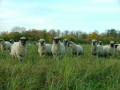Ciemos pie SIA „Alberta saimniecība” aitiņām