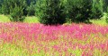 Rozā sveķeņu pļava Mazgramzdā  Agita Rukute